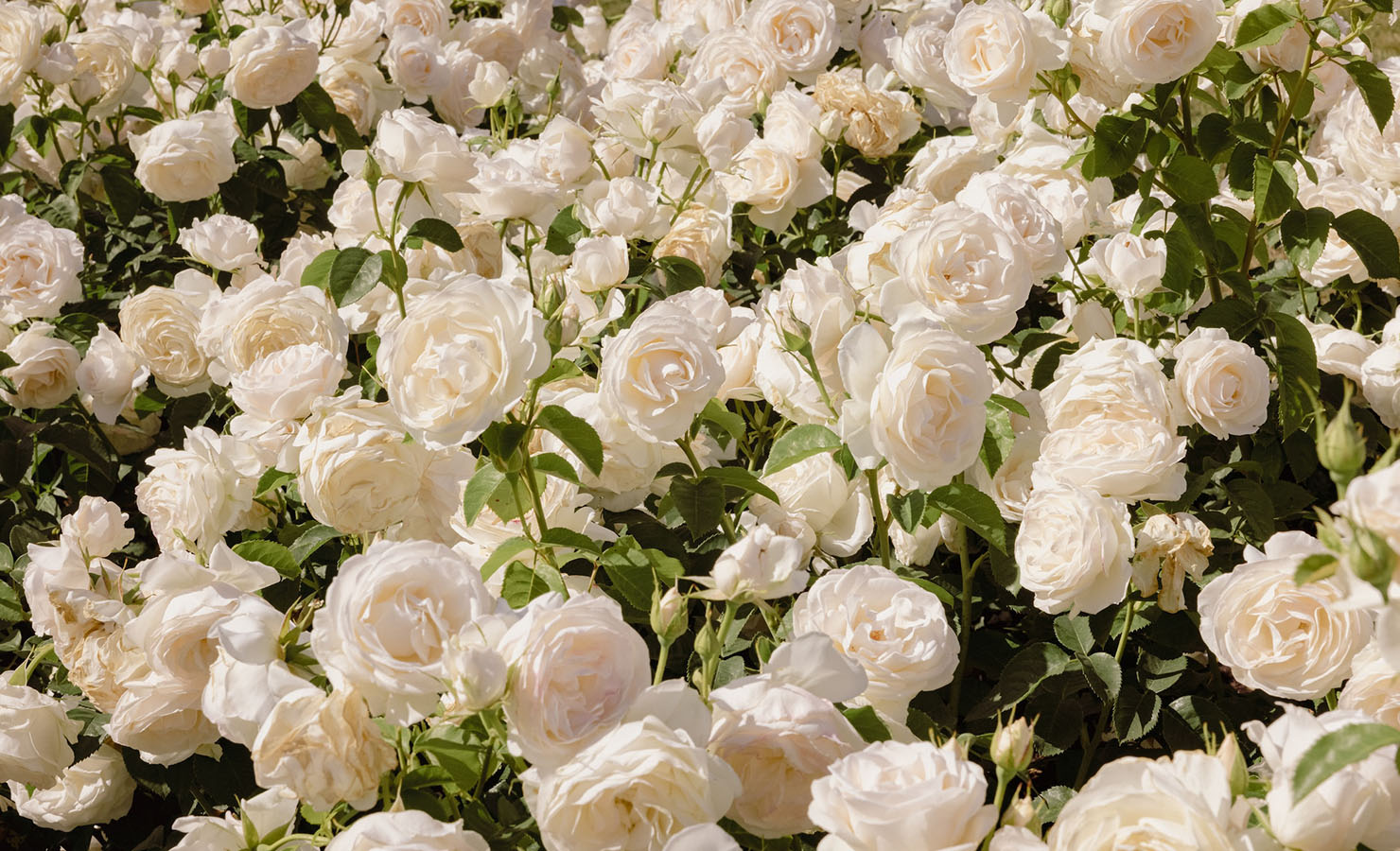 Roses in June - Celebrating National Rose Month with Fun Facts and Tips