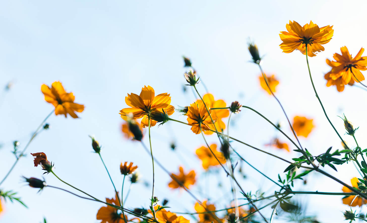 Gorgeous Flowers That Bloom In Spring