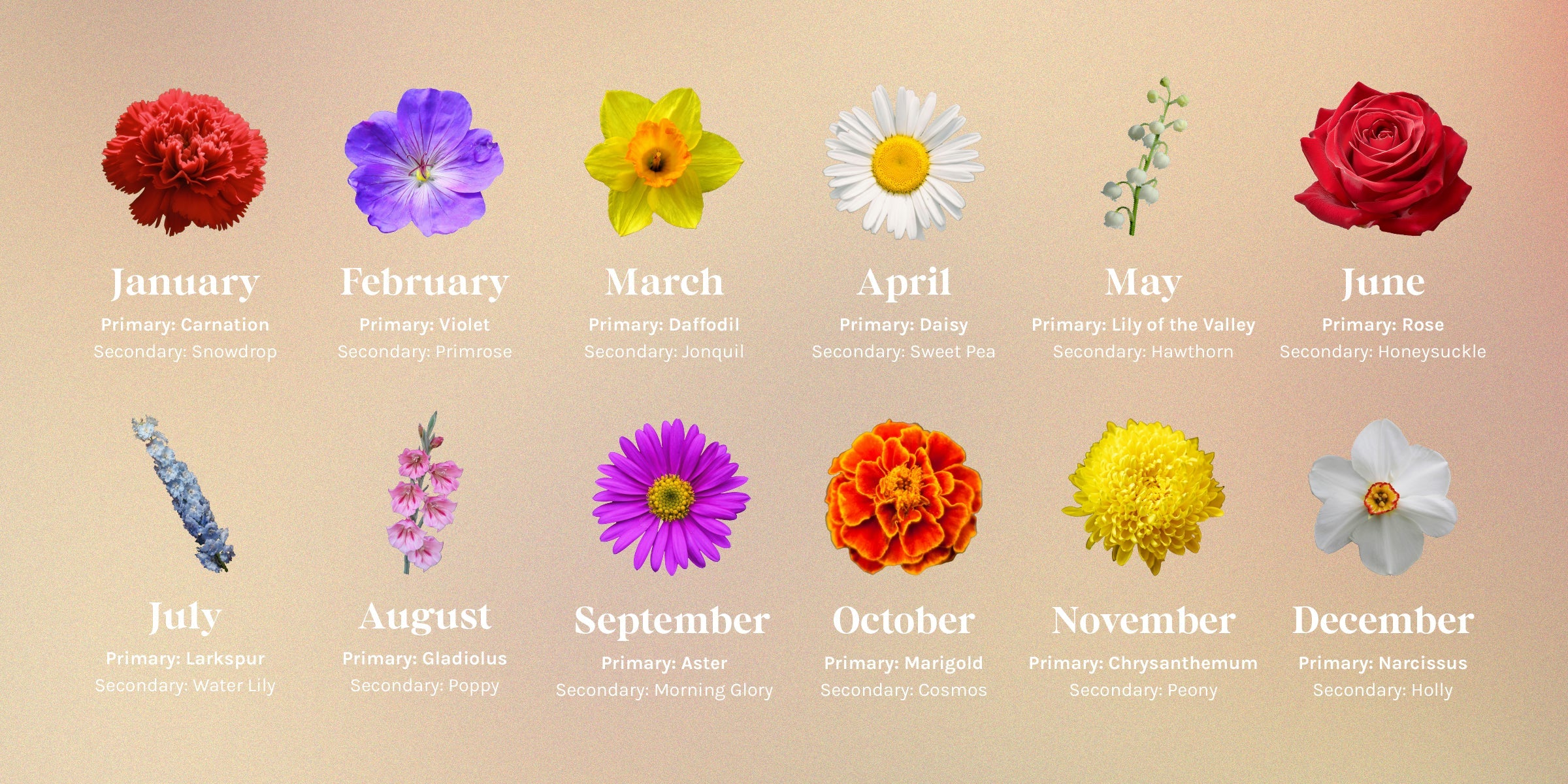 Birth Month Flowers - A Definitive Guide 💐