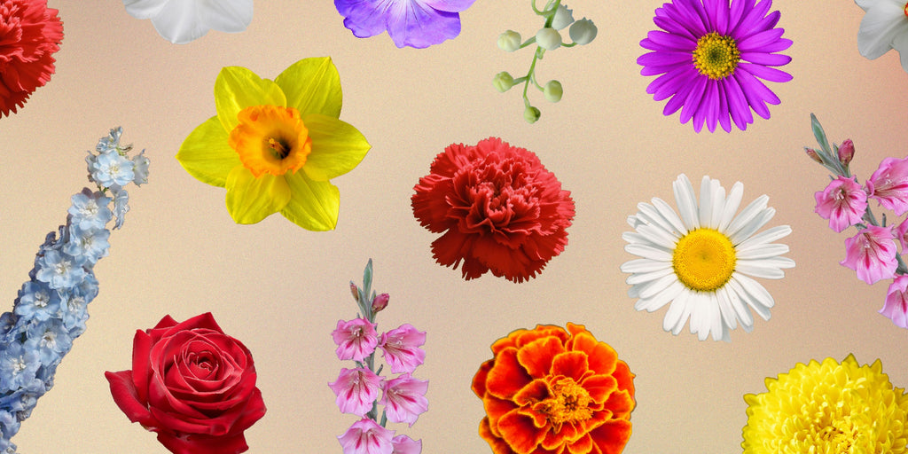 Birth Month Flowers - A Definitive Guide 💐