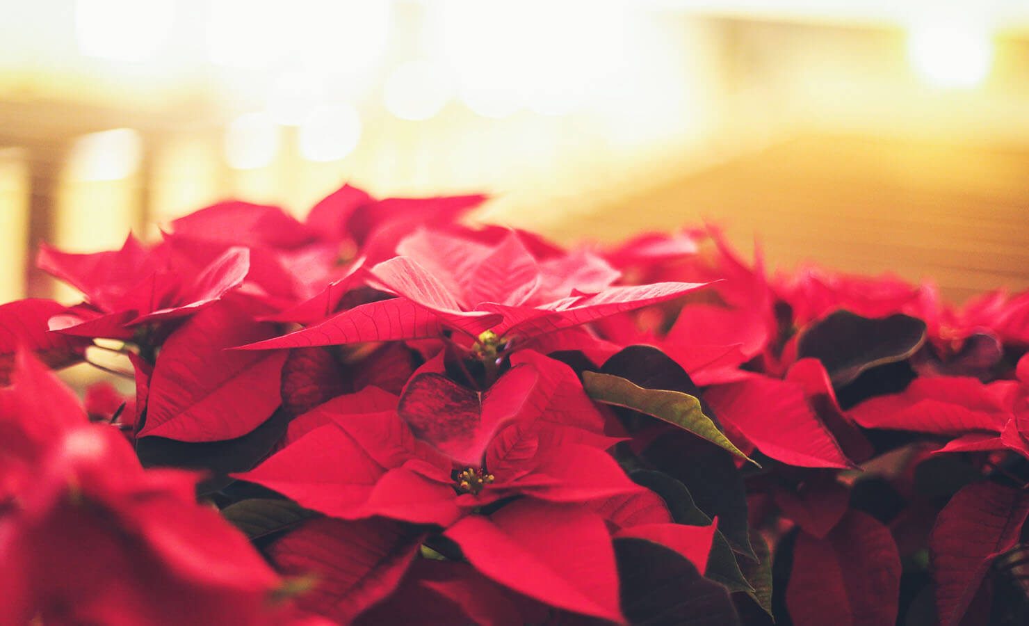 bloomthis-blog-everything-about-poinsettias-1-christmas-sunset-field