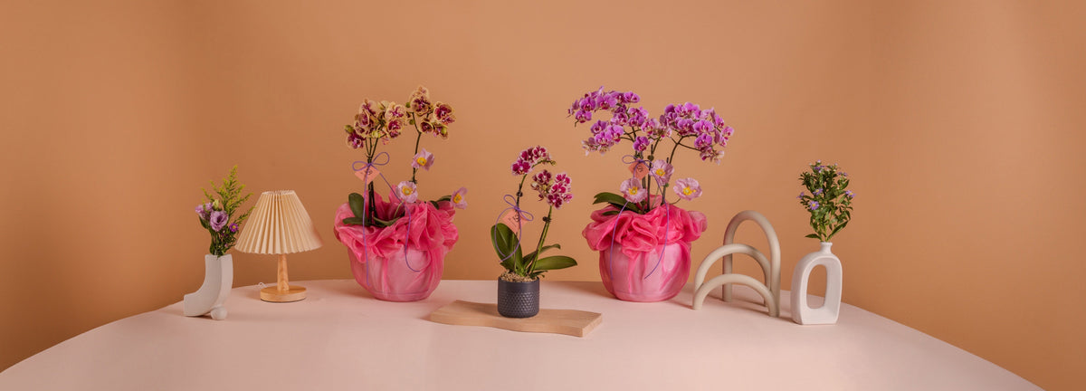 Beautiful orchid arrangements | Bloomthis MY