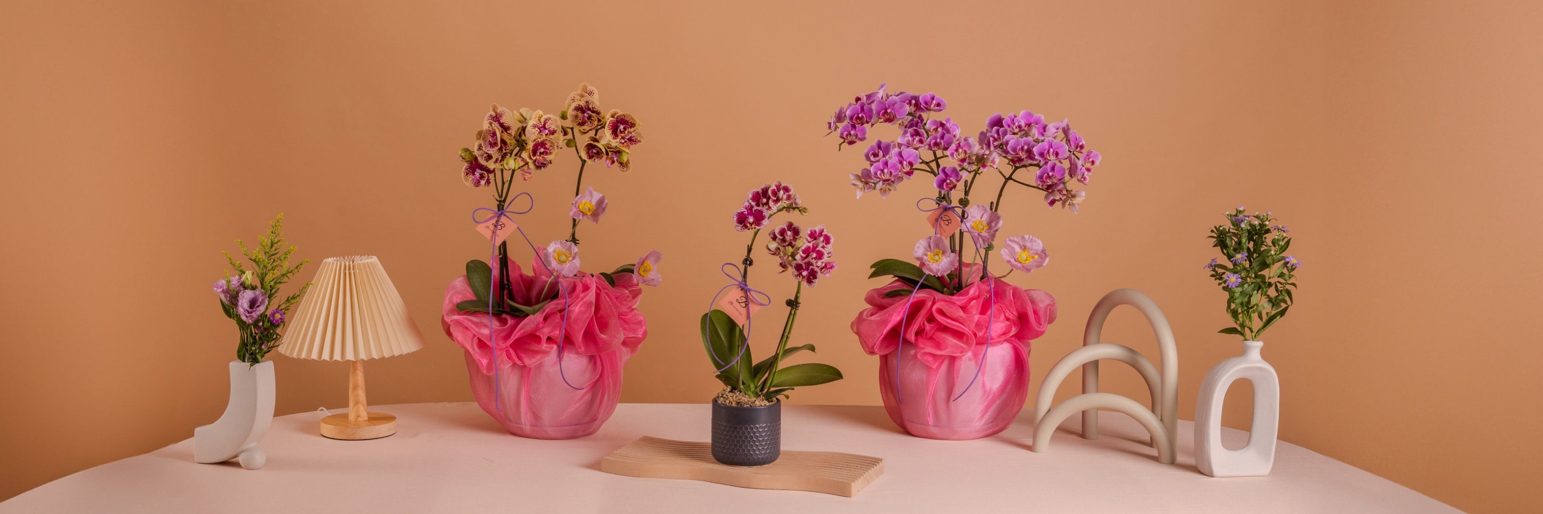 BloomThis potted phalaenopsis orchids