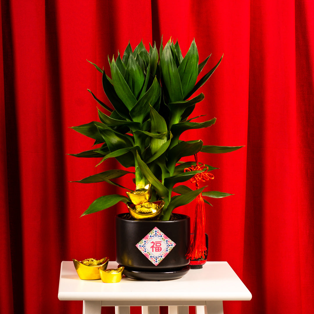 Lotus Bamboo Chinese New Year Plant