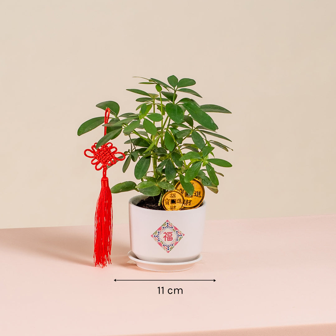Umbrella Plant (Schefflera Arboricola) Chinese New Year Plant