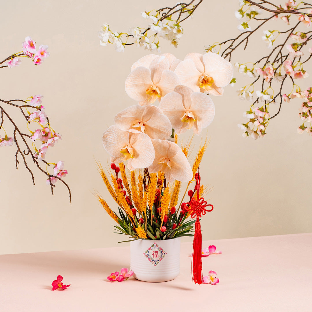 Longevity Apricot Cut Phalaenopsis Chinese New Year Flower Pot