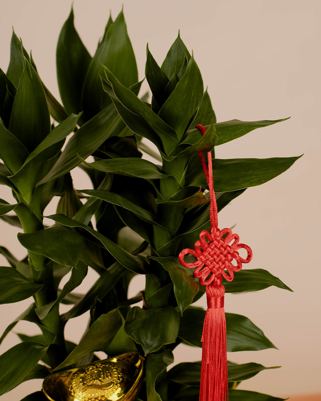 bloomthis-cny-plant-lotus-bamboo-chinese-new-year-plant-1080x1350-02