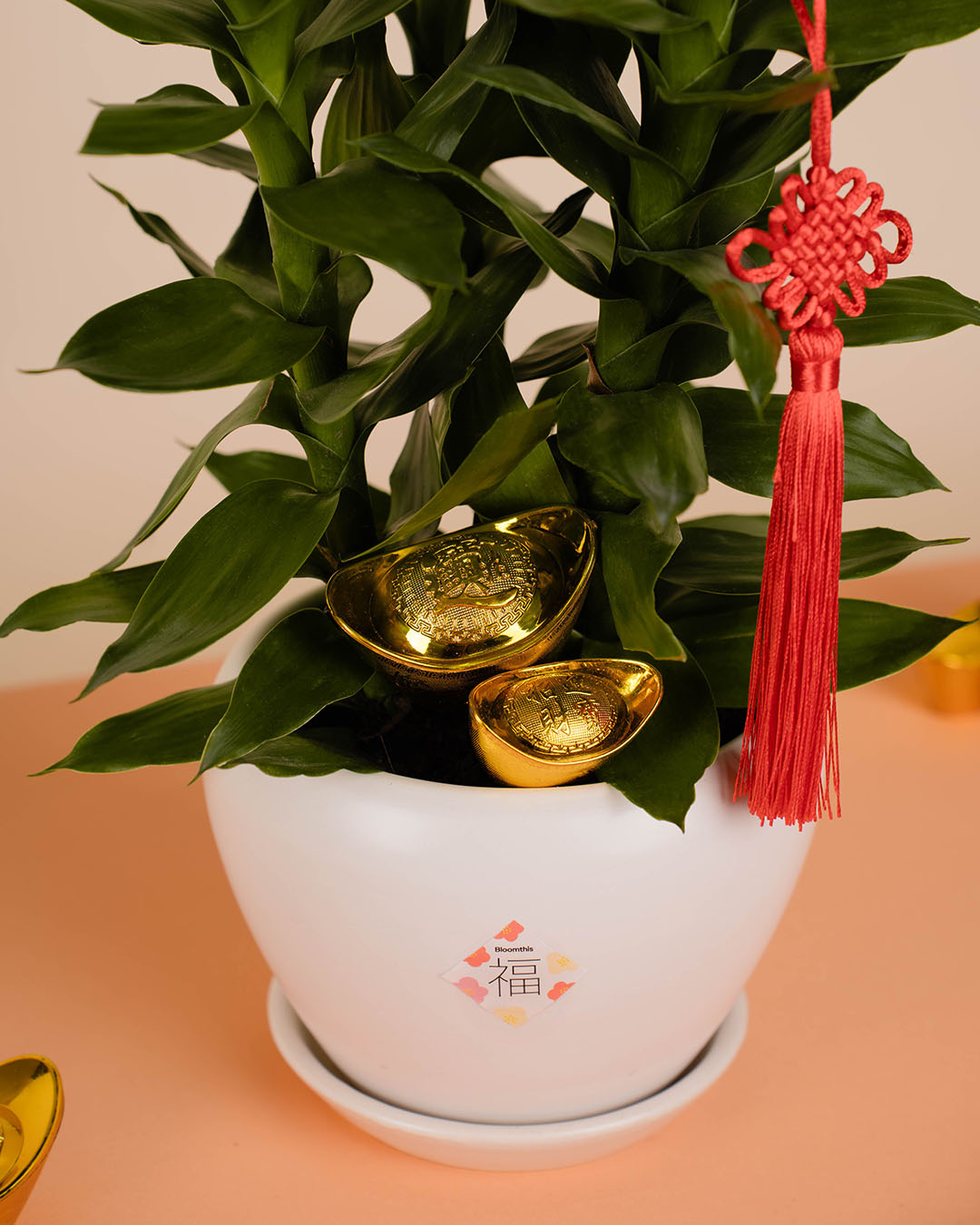 bloomthis-cny-plant-lotus-bamboo-chinese-new-year-plant-1080x1350-03