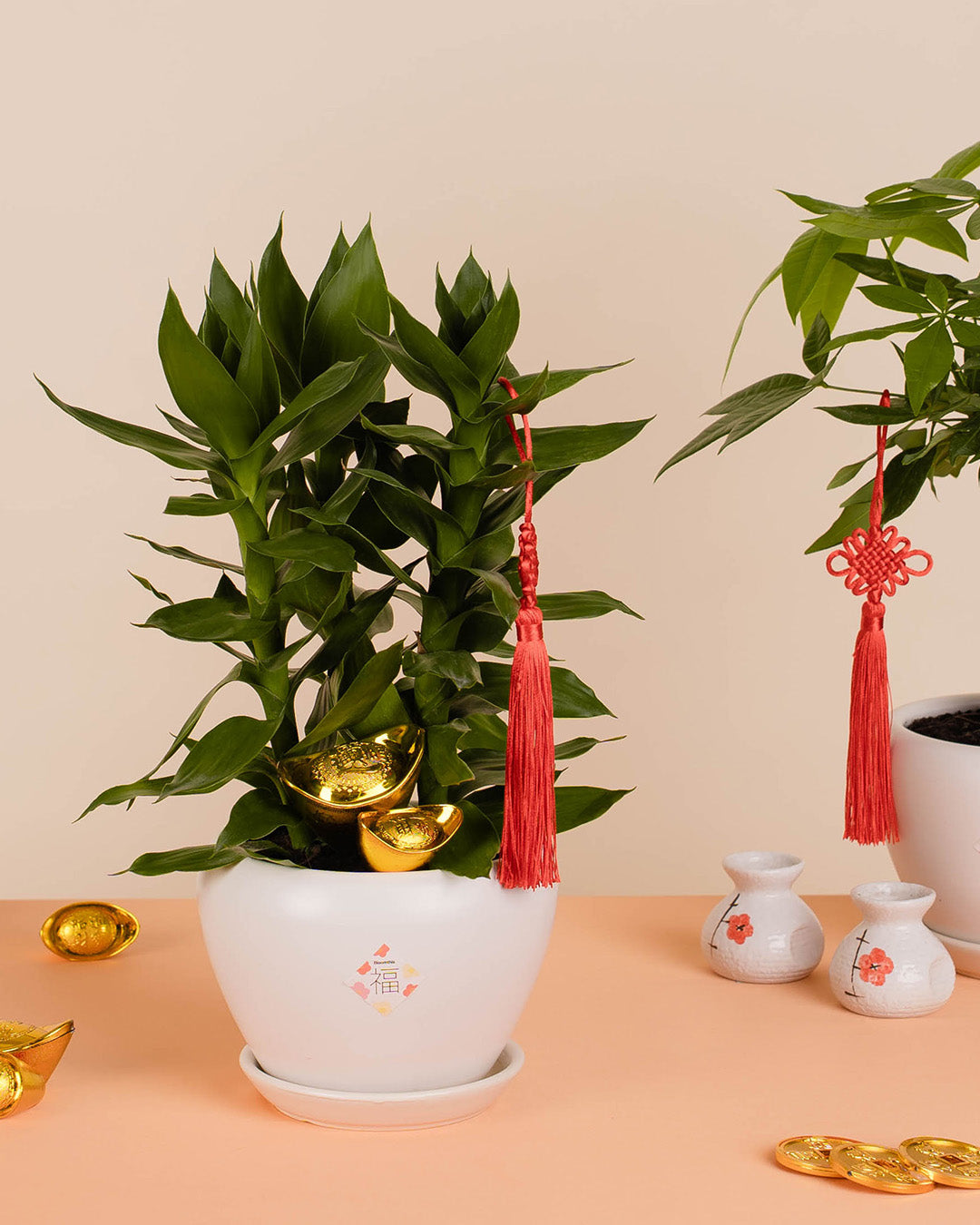 bloomthis-cny-plant-lotus-bamboo-chinese-new-year-plant-1080x1350-04