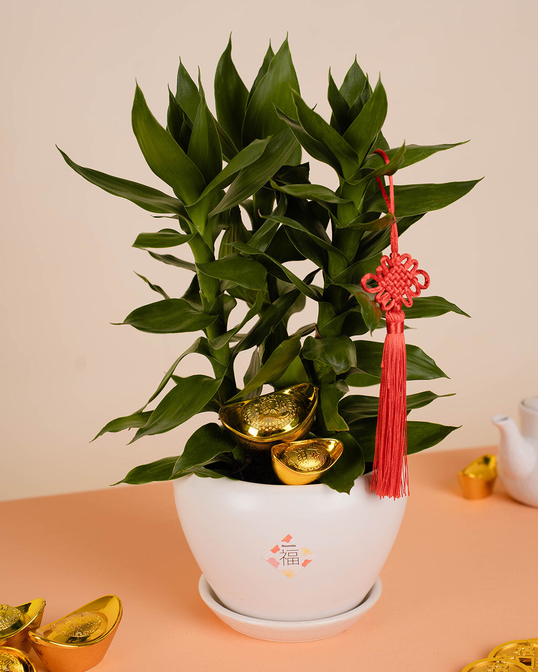 bloomthis-cny-plant-lotus-bamboo-chinese-new-year-plant-1080x1350-05