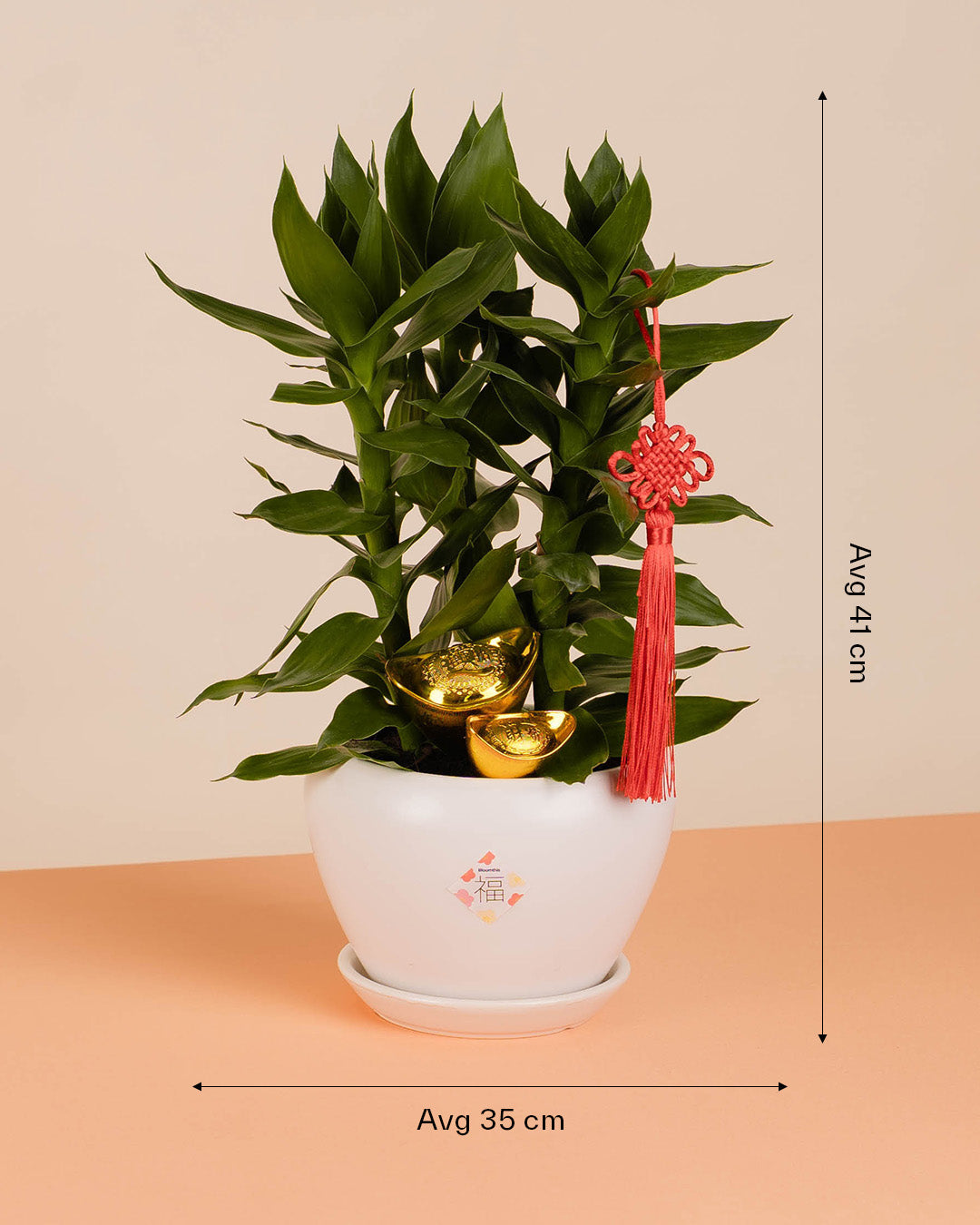 bloomthis-cny-plant-lotus-bamboo-chinese-new-year-plant-1080x1350-06