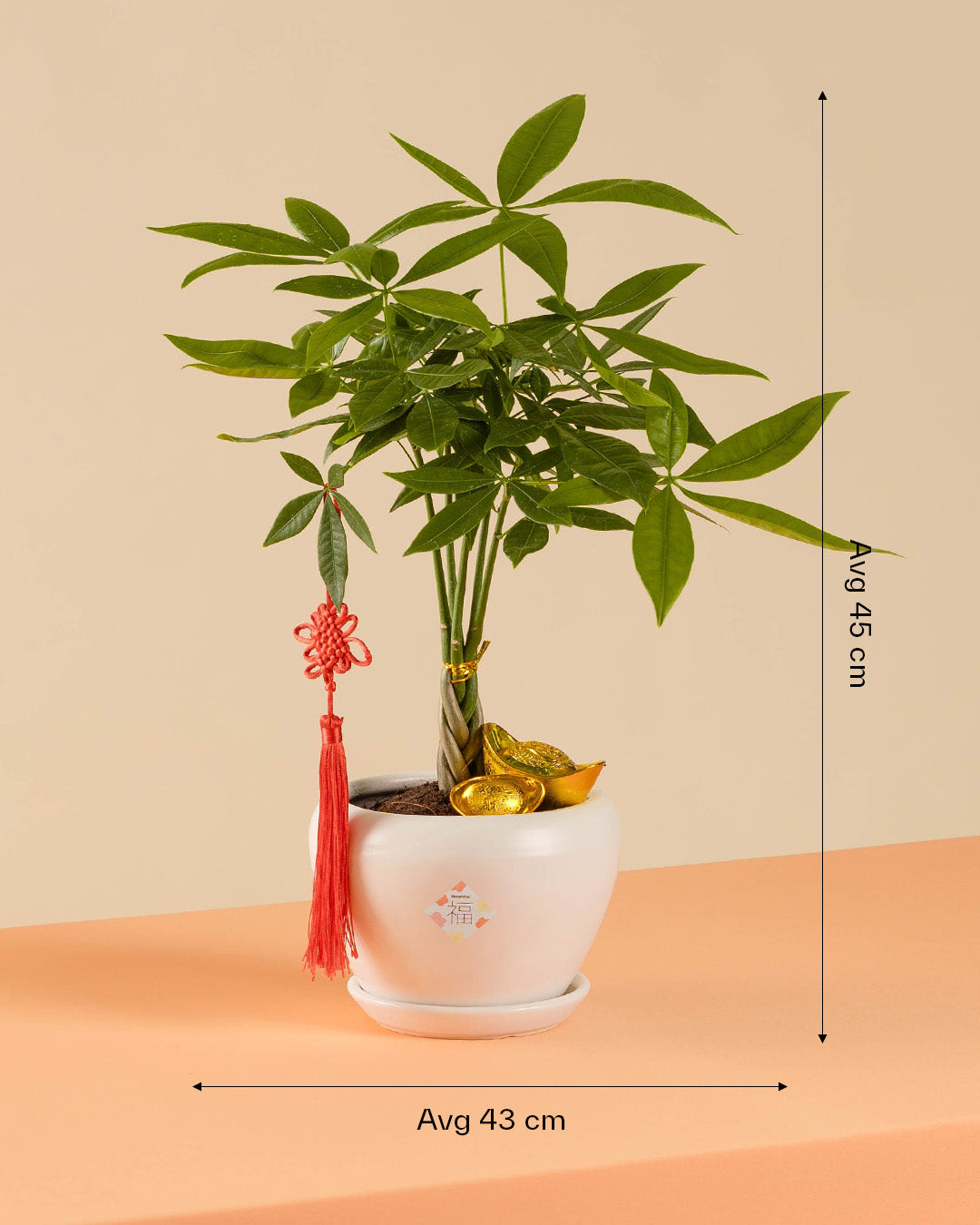bloomthis-cny-plant-money-tree-chinese-new-year-plant-1080x1350-05