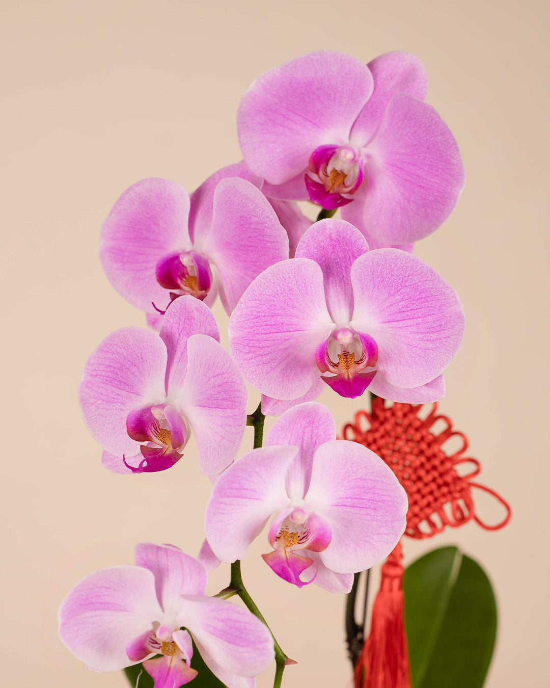 bloomthis-cny-plant-pink-cny-phalaenopsis-orchid-1-stalk-1080x1350-03