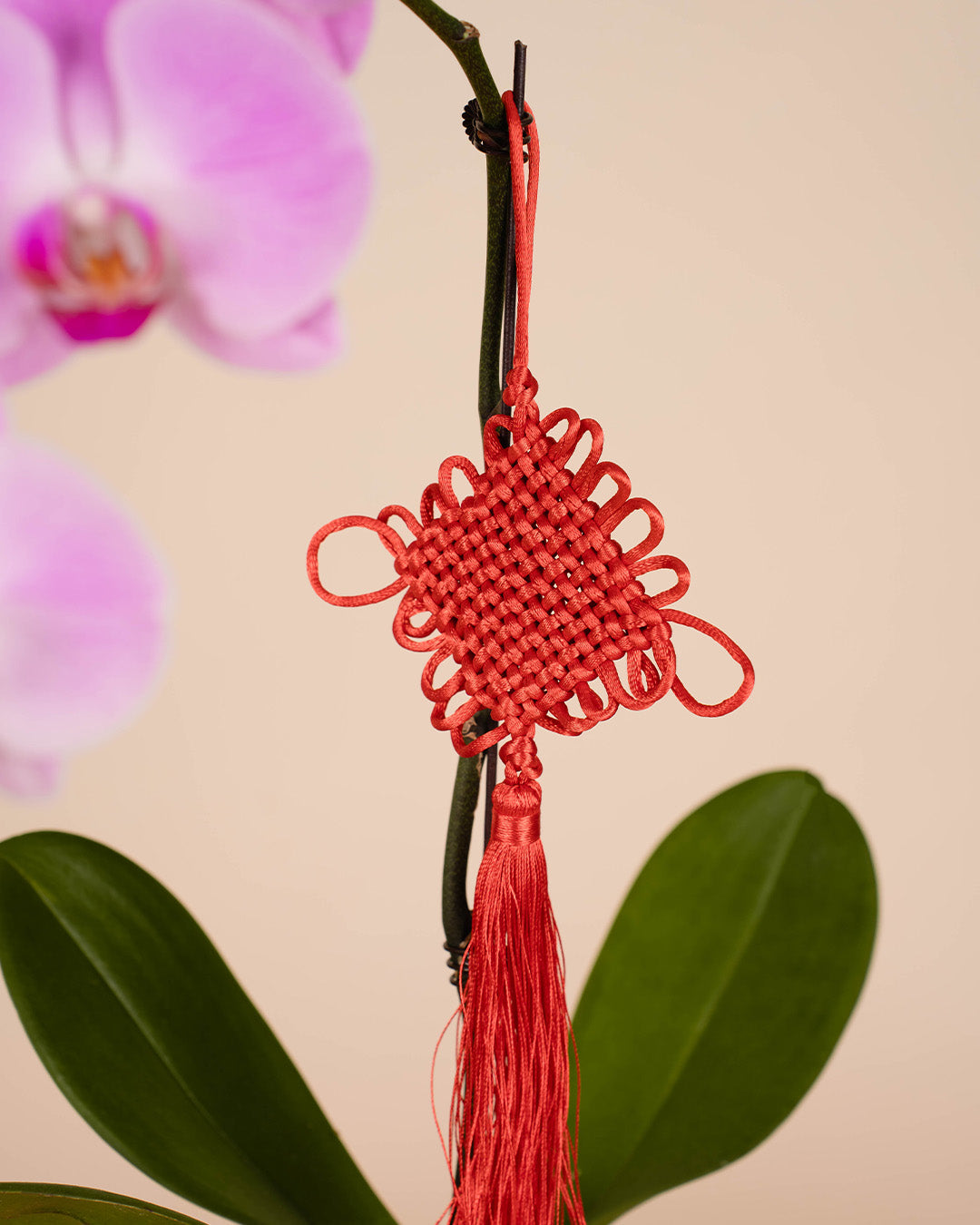 bloomthis-cny-plant-pink-cny-phalaenopsis-orchid-1-stalk-1080x1350-04