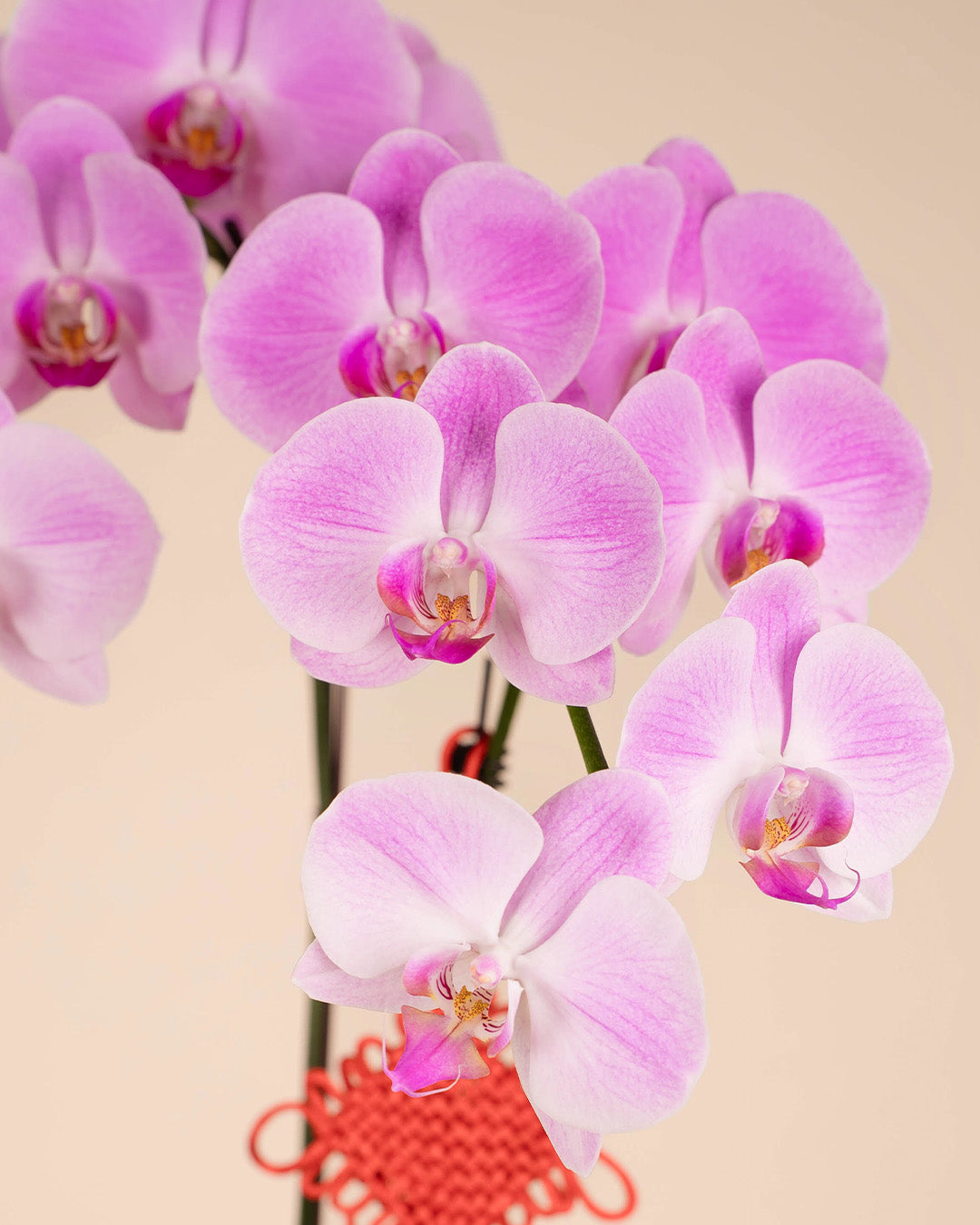 bloomthis-cny-plant-pink-cny-phalaenopsis-orchid-3-stalks-1080x1350-03