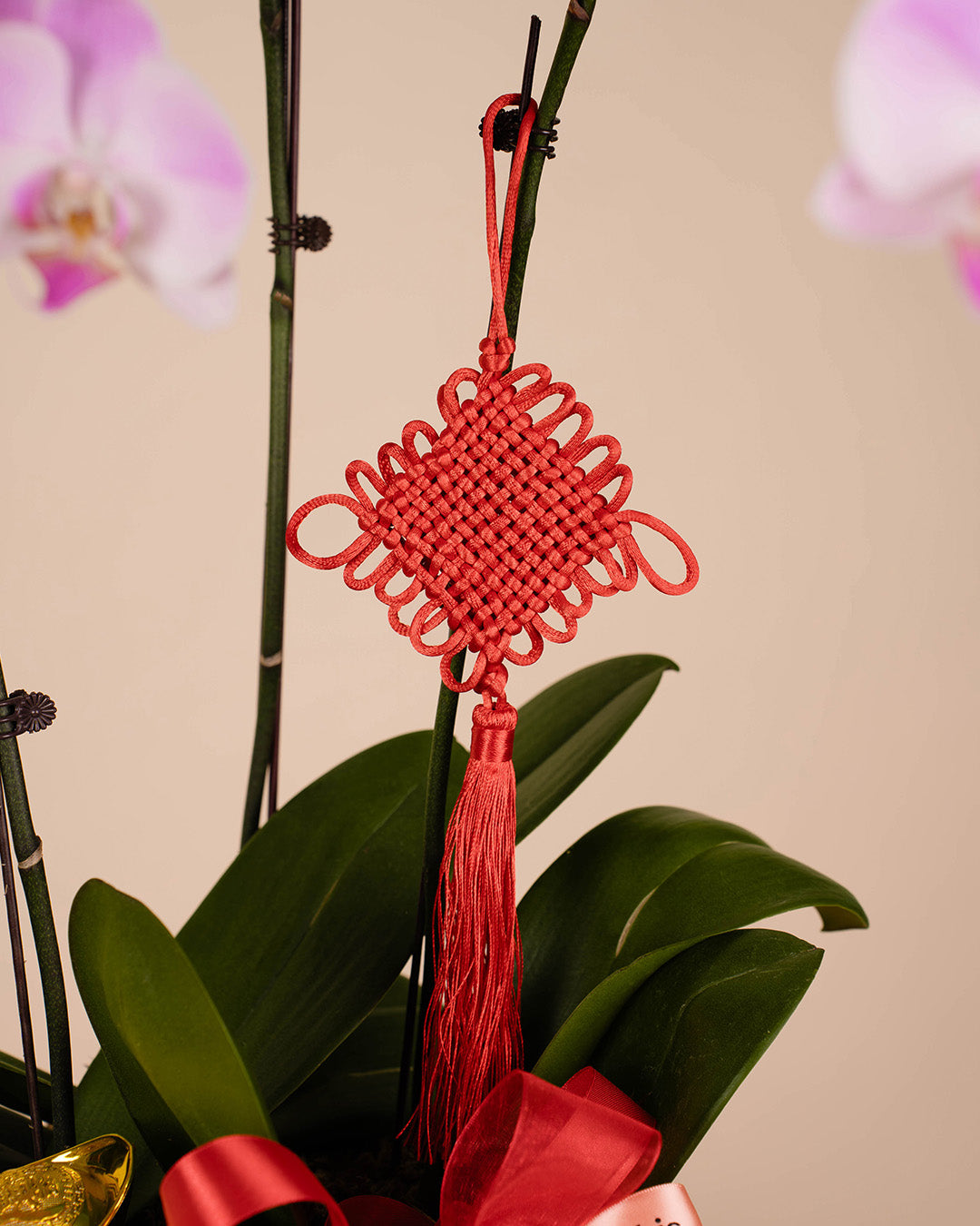 bloomthis-cny-plant-pink-cny-phalaenopsis-orchid-3-stalks-1080x1350-04