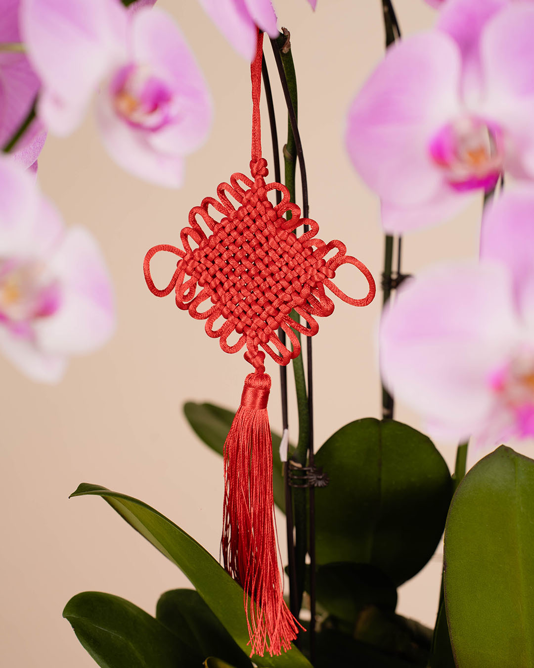 bloomthis-cny-plant-pink-cny-phalaenopsis-orchid-5-stalks-1080x1350-04