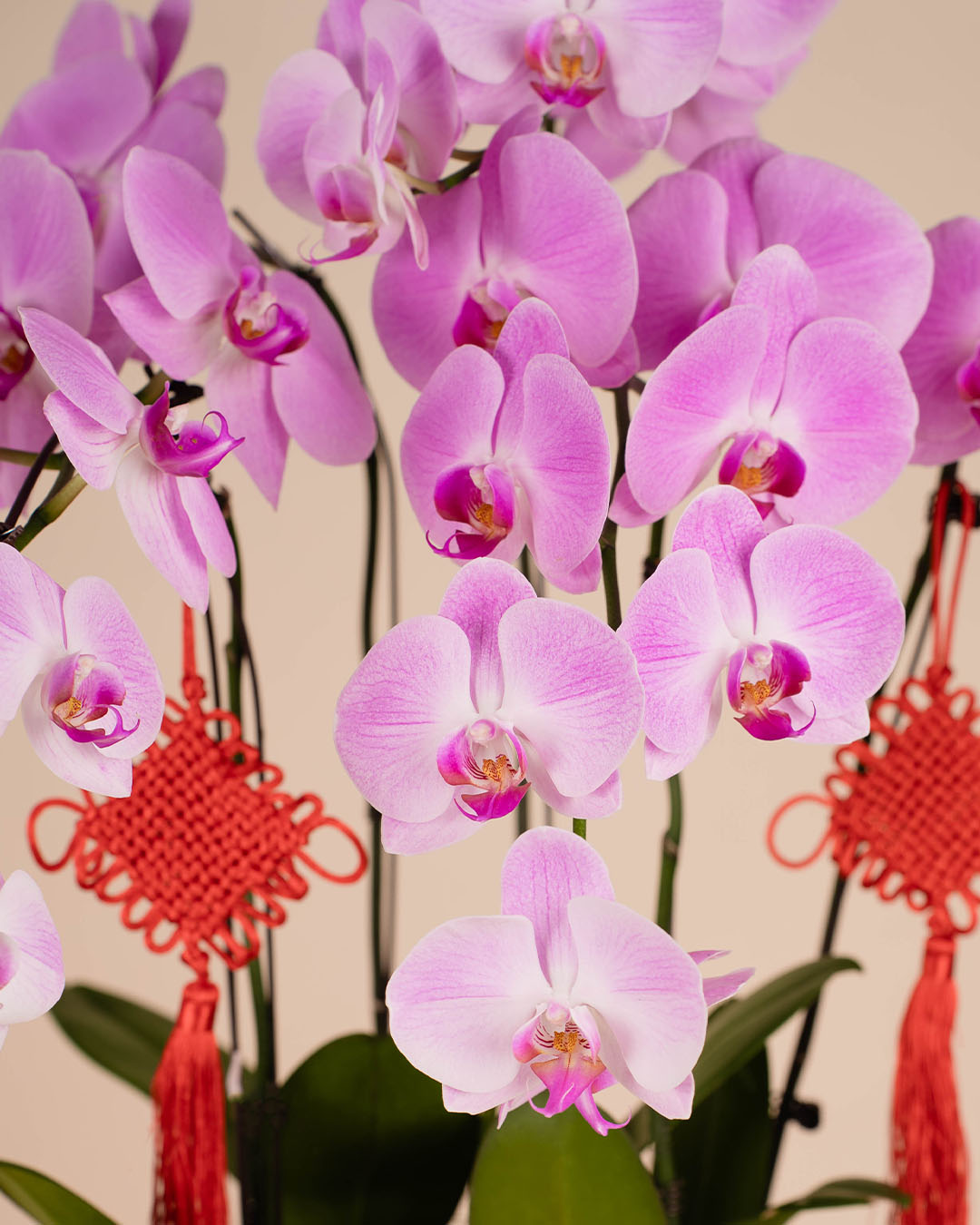 bloomthis-cny-plant-pink-cny-phalaenopsis-orchid-5-stalks-1080x1350-05