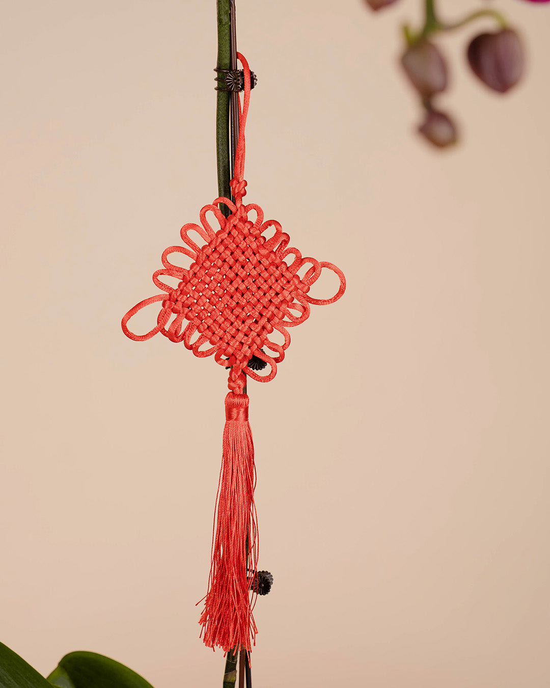 bloomthis-cny-plant-purple-cny-phalaenopsis-orchid-1-stalk-1080x1350-04