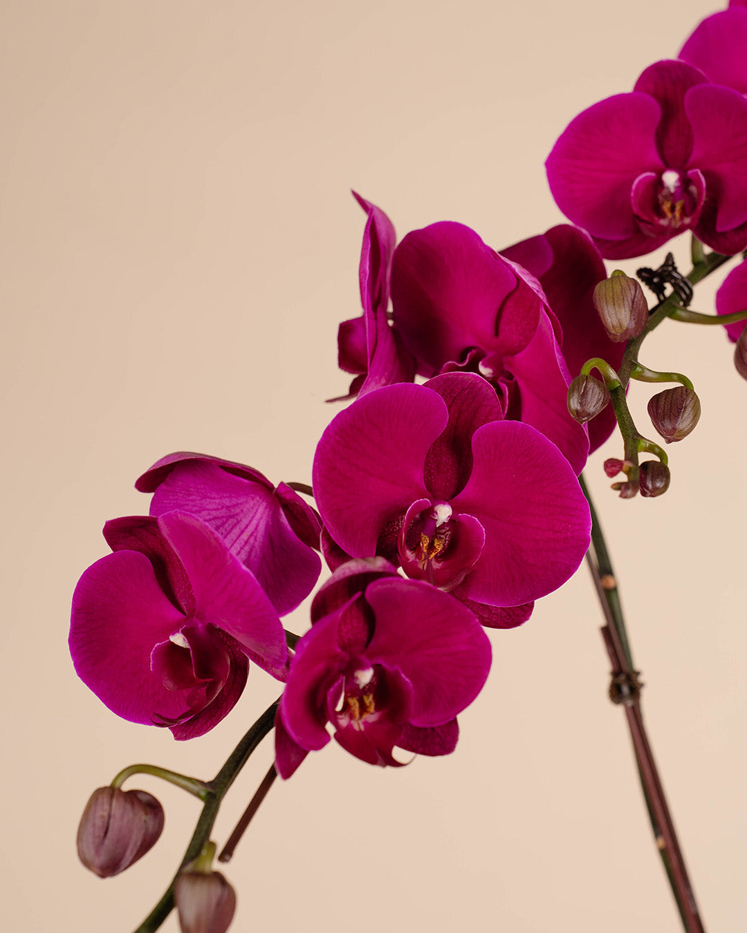 bloomthis-cny-plant-purple-cny-phalaenopsis-orchid-3-stalks-1080x1350-03