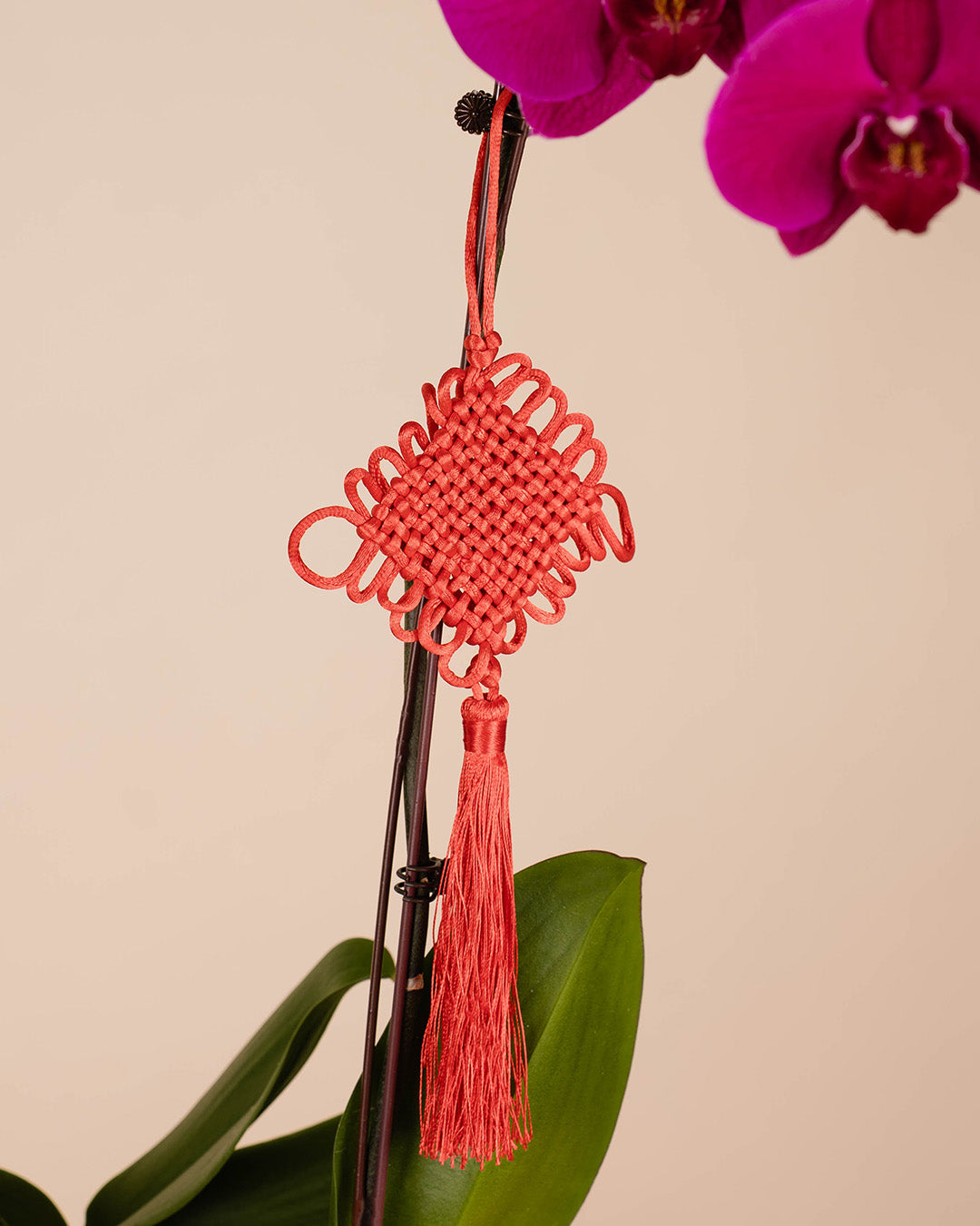 bloomthis-cny-plant-purple-cny-phalaenopsis-orchid-3-stalks-1080x1350-04