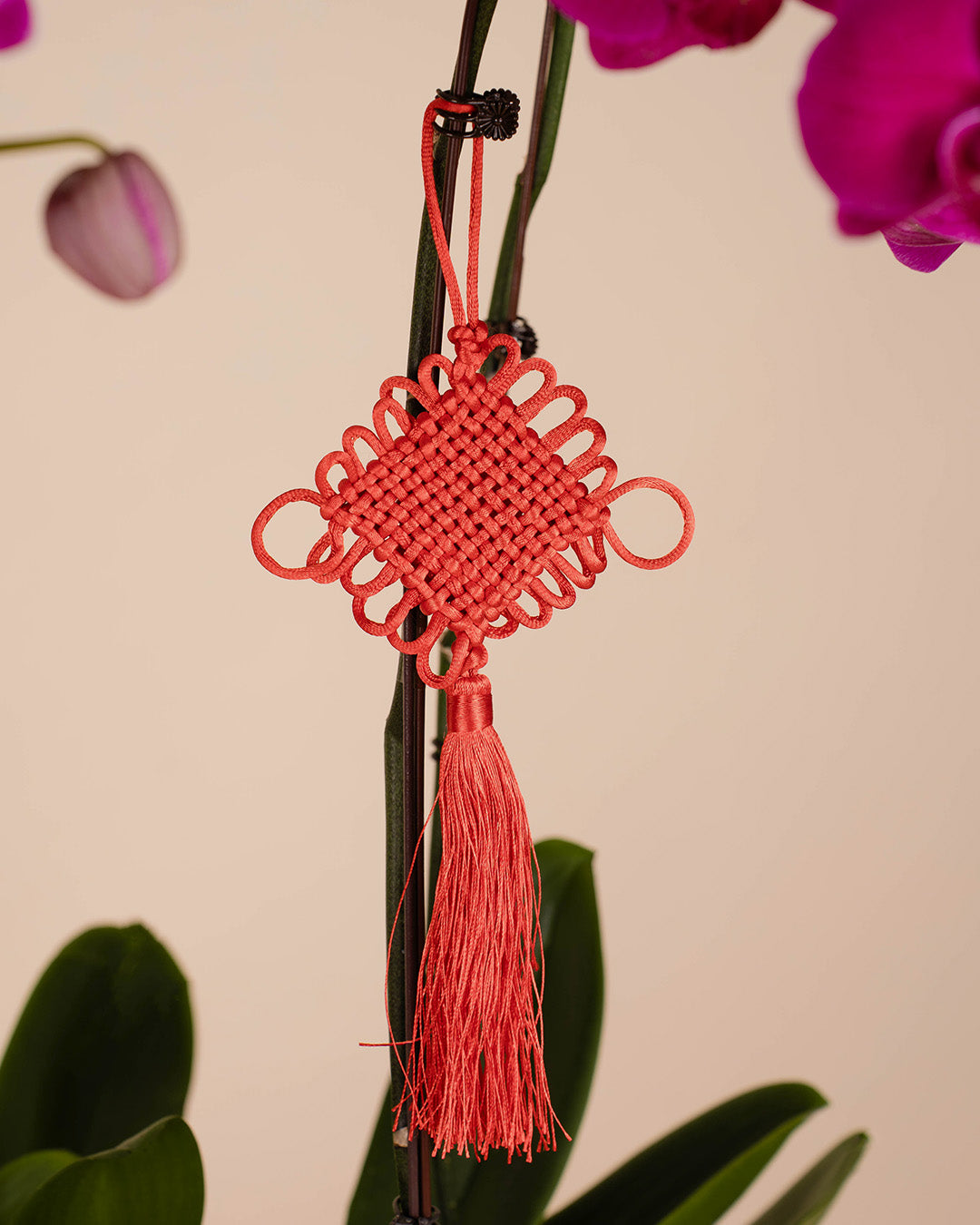 bloomthis-cny-plant-purple-cny-phalaenopsis-orchid-5-stalks-1080x1350-04