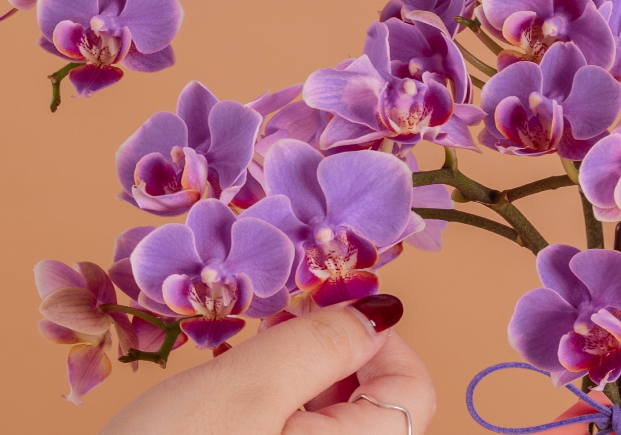 bloomthis-orchid-usp-02-white-purple-pink-orchids