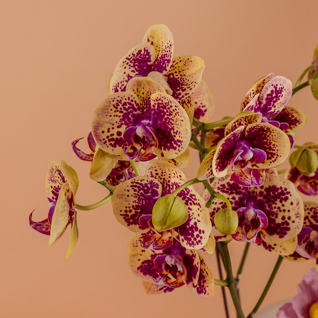 Indira Bordeaux Phalaenopsis Orchid (2 Stalks)