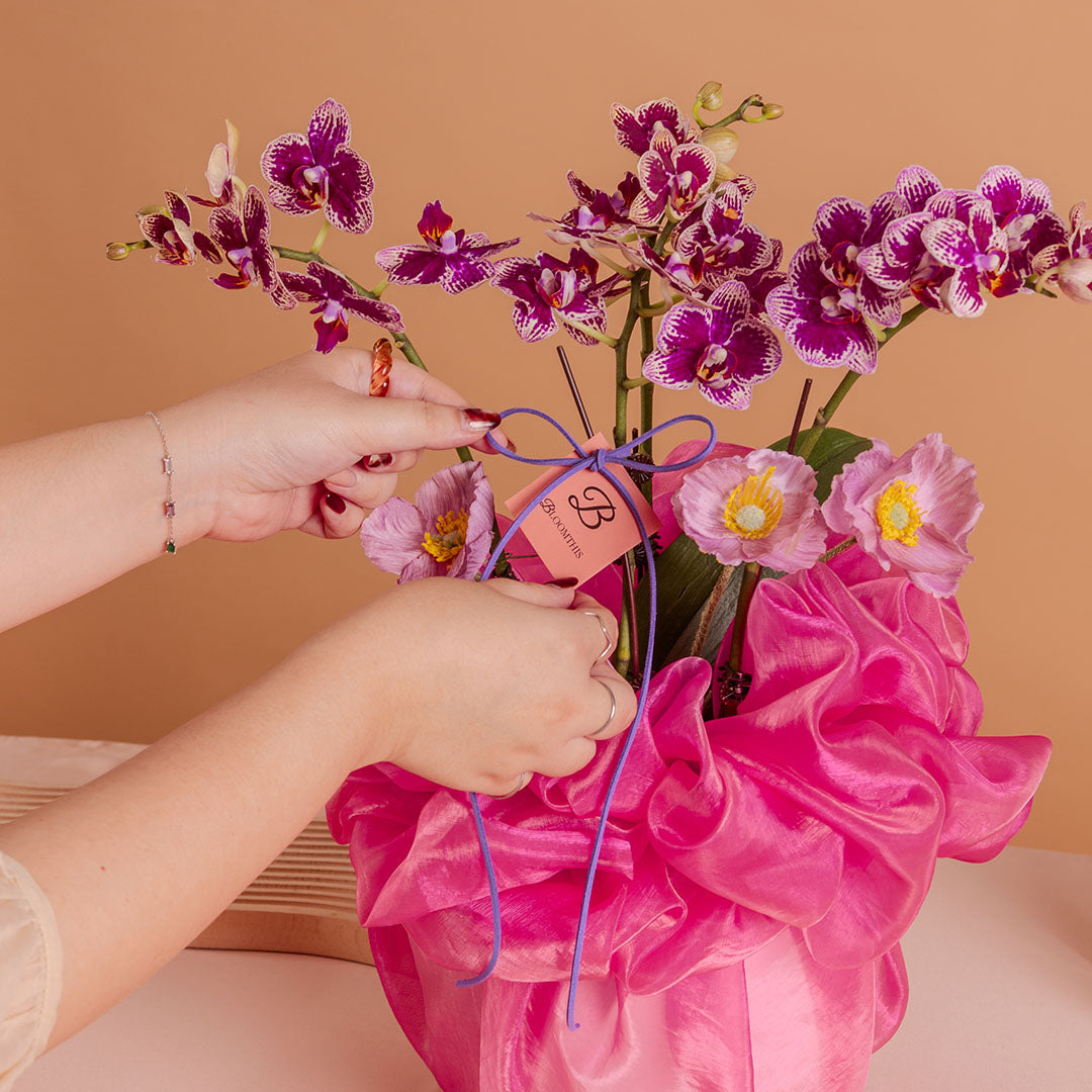 Indira Burgundy Red Mini Phalaenopsis Orchid (2 Stalks)