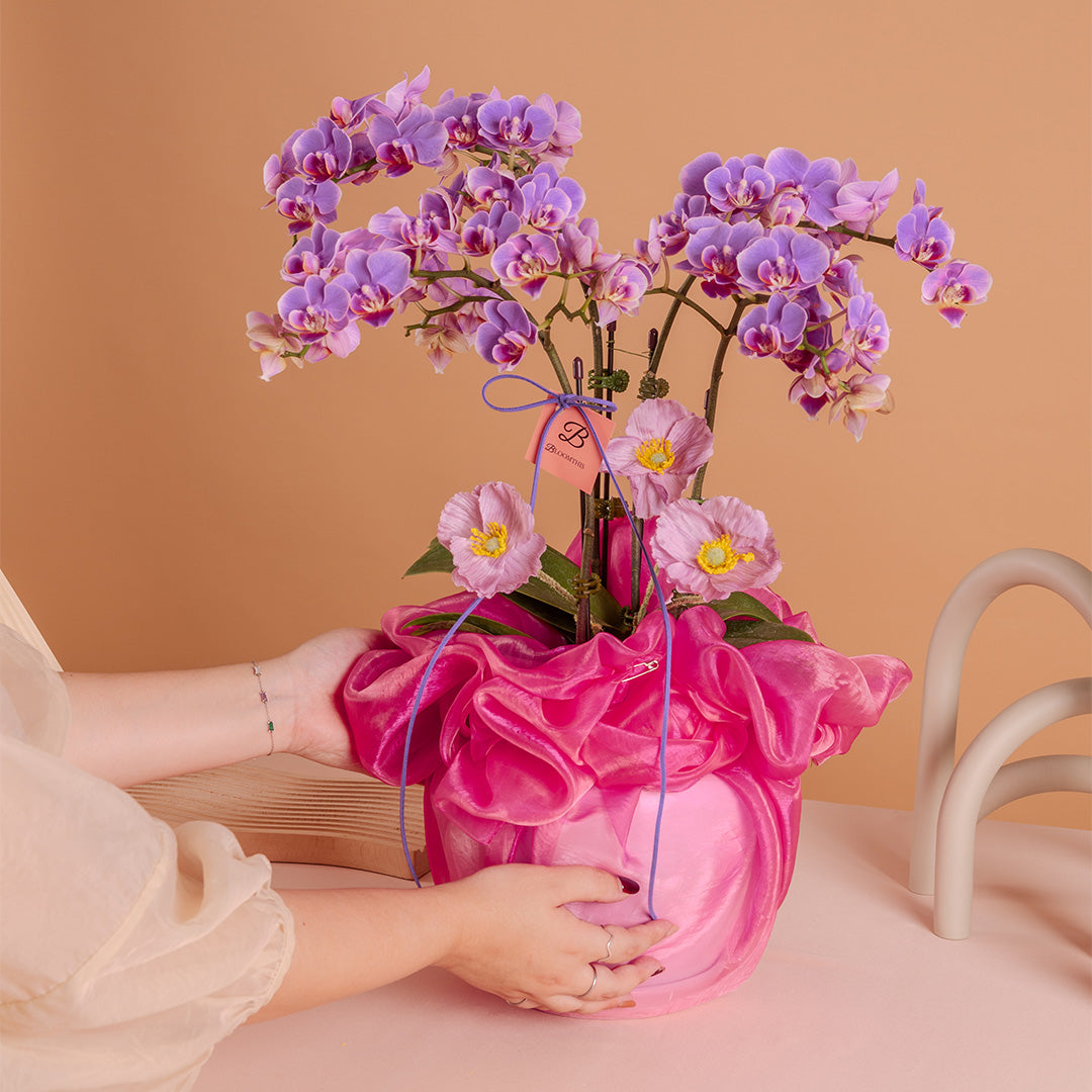 Indira Purple Mini Phalaenopsis Orchid (2 Stalks)