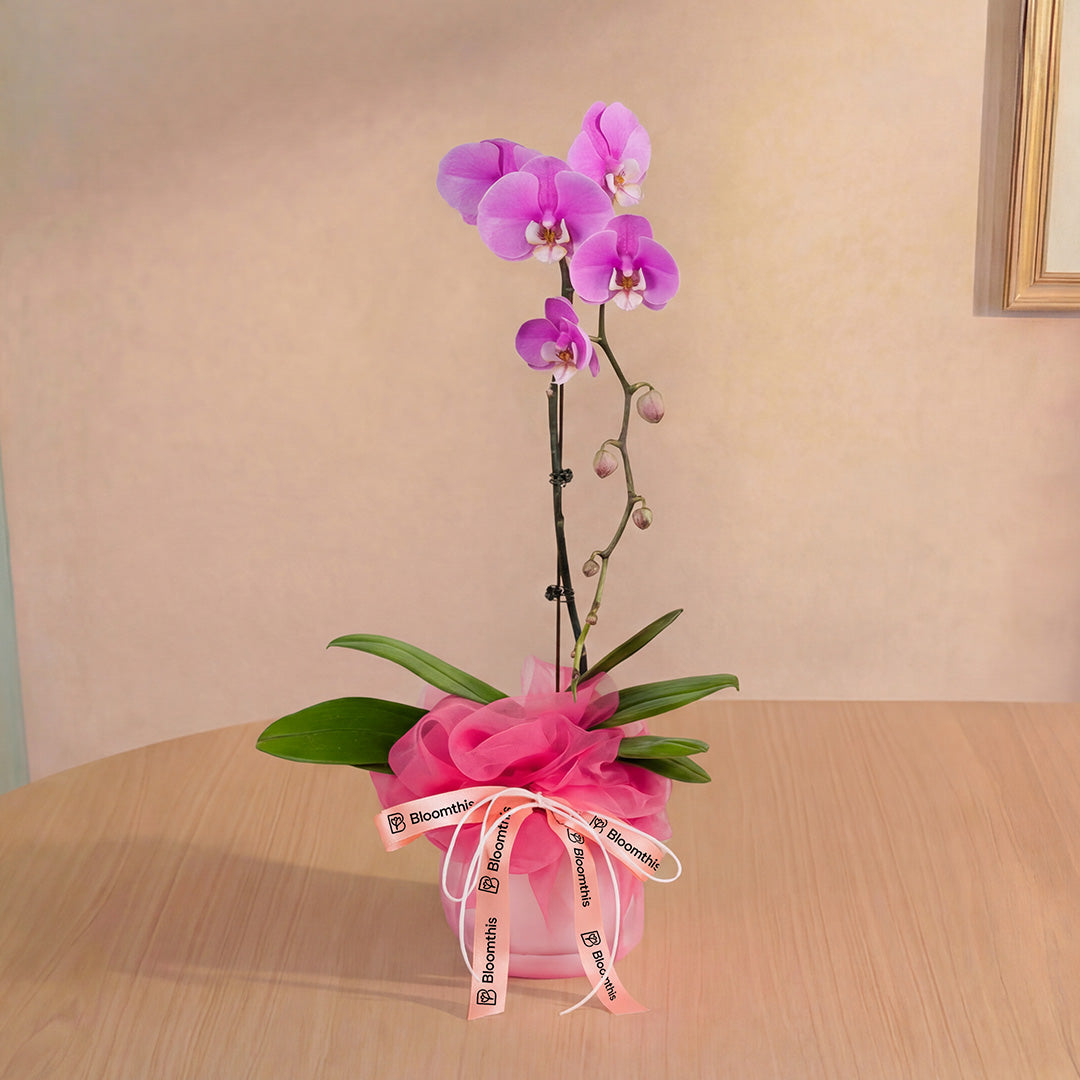 bloomthis-plant-ingrid-pink-phalaenopsis-orchid-1-stalk-1080x1080-01