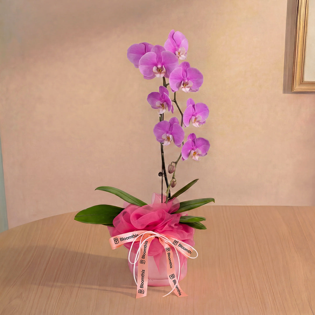 bloomthis-plant-ingrid-pink-phalaenopsis-orchid-1-stalk-1080x1080-01_e1d4fb04-e56e-4a49-8476-832a543686b0