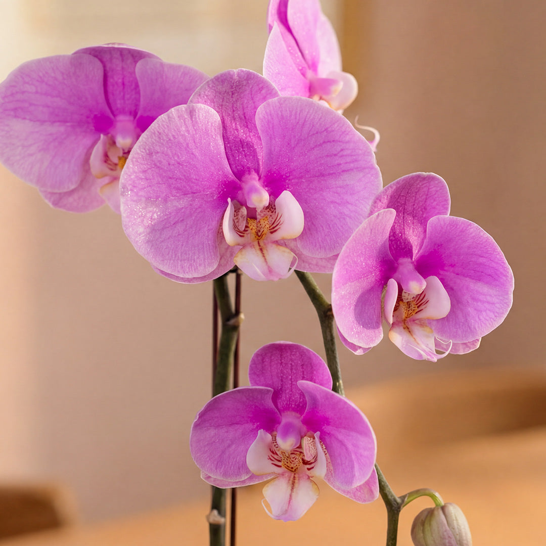 bloomthis-plant-ingrid-pink-phalaenopsis-orchid-1-stalk-1080x1080-02_38a1d63d-02a2-401c-99e5-32741b49816a