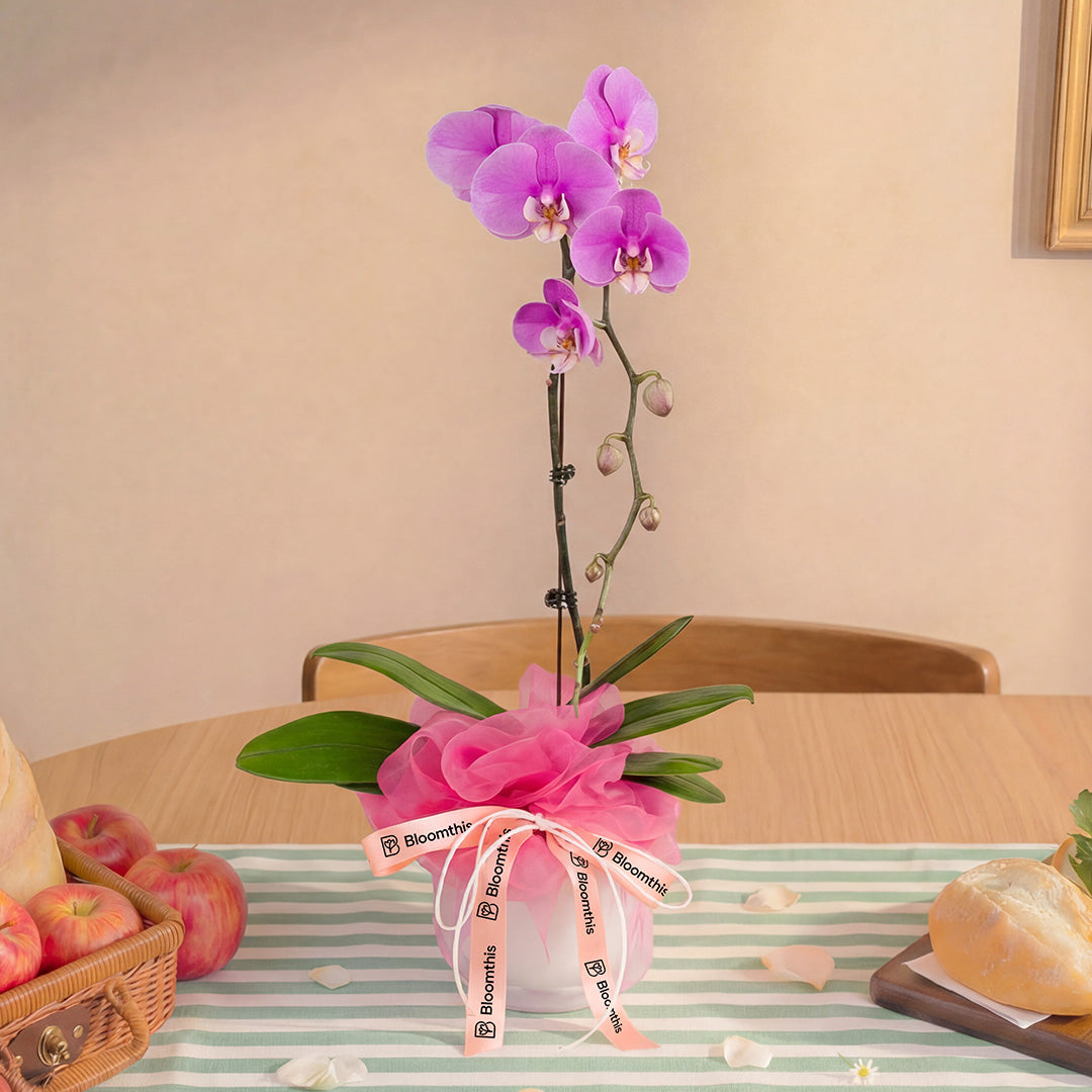 bloomthis-plant-ingrid-pink-phalaenopsis-orchid-1-stalk-1080x1080-03