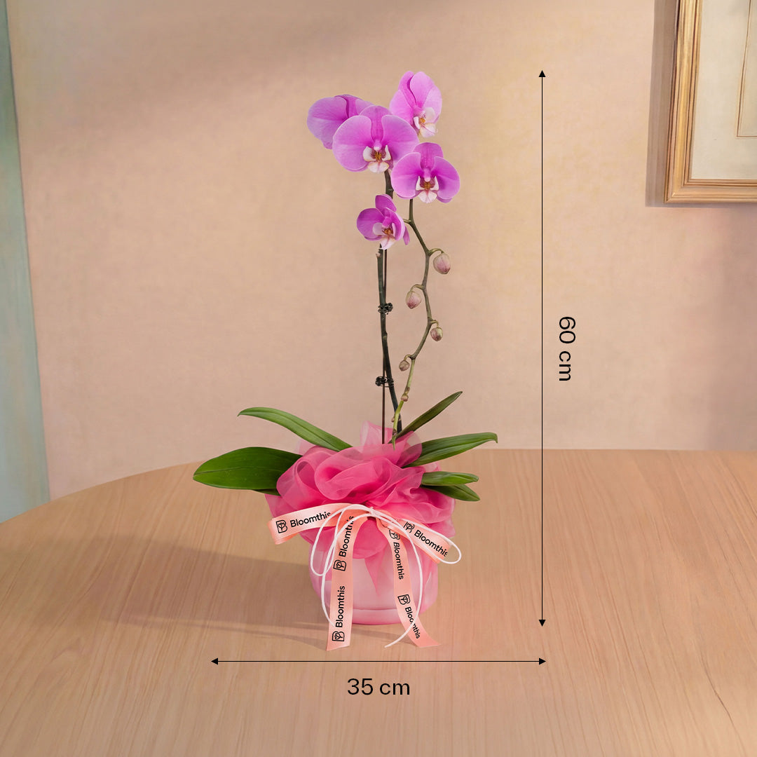 bloomthis-plant-ingrid-pink-phalaenopsis-orchid-1-stalk-1080x1080-04