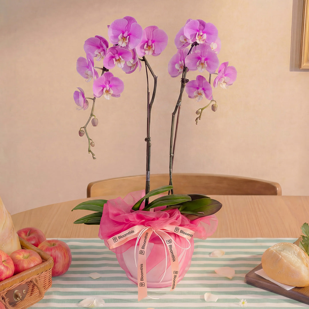 bloomthis-plant-ingrid-pink-phalaenopsis-orchid-2-stalks-1080x1080-03