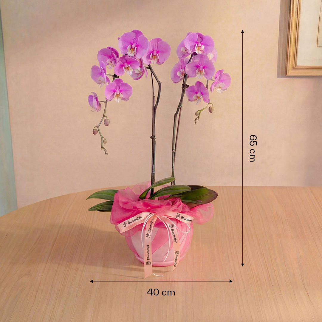 bloomthis-plant-ingrid-pink-phalaenopsis-orchid-2-stalks-1080x1080-04