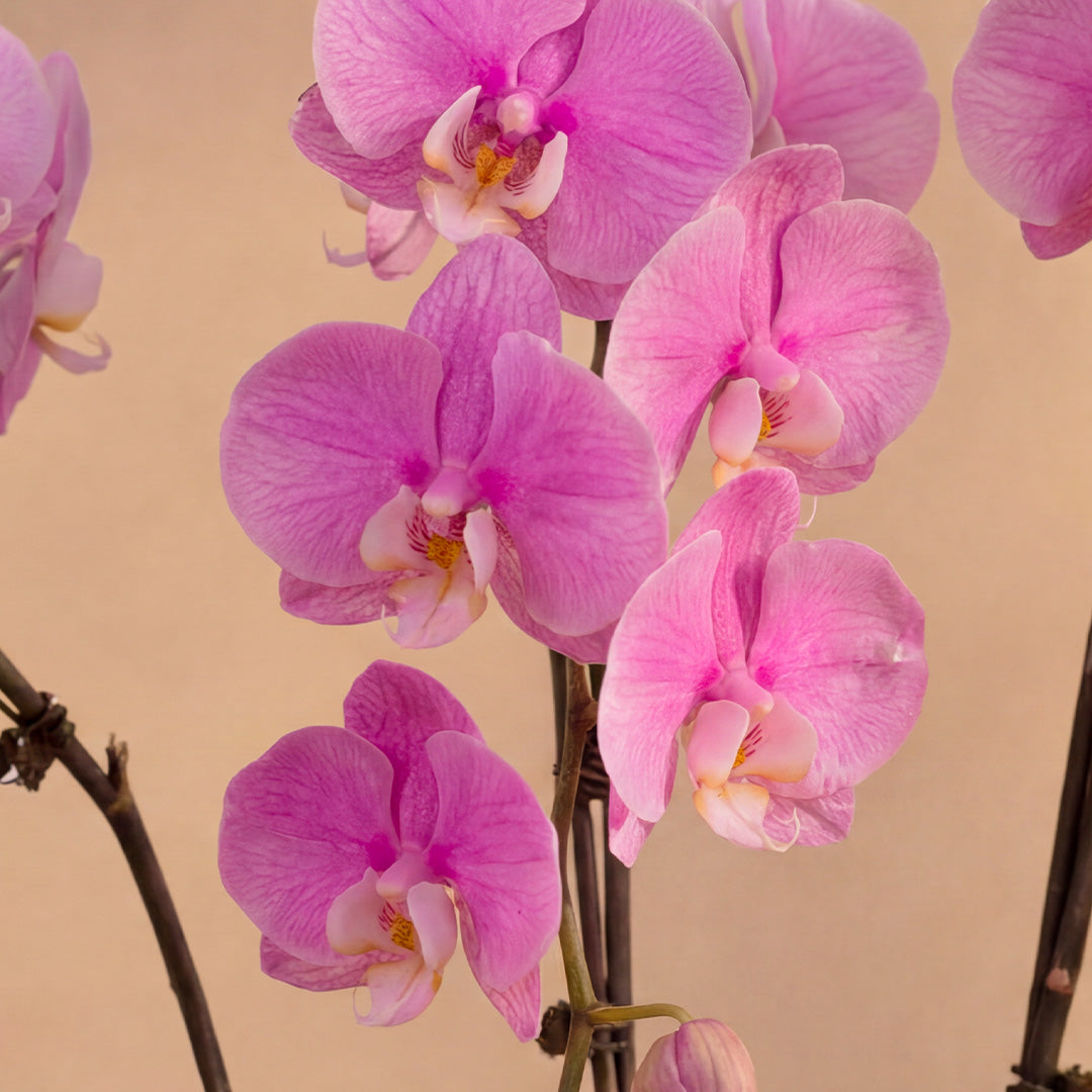 bloomthis-plant-ingrid-pink-phalaenopsis-orchid-3-stalks-1080x1080-02
