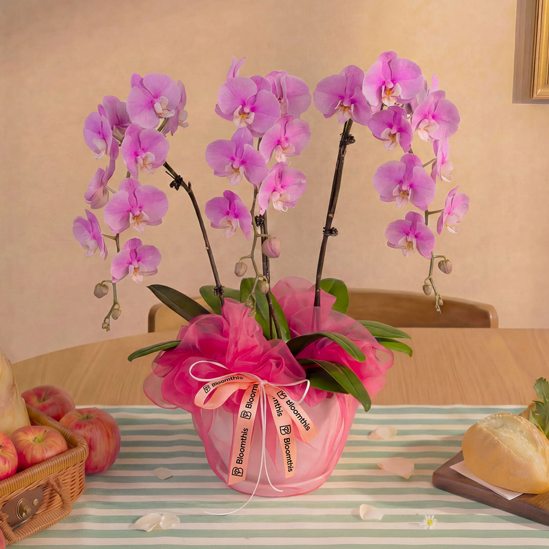bloomthis-plant-ingrid-pink-phalaenopsis-orchid-3-stalks-1080x1080-03