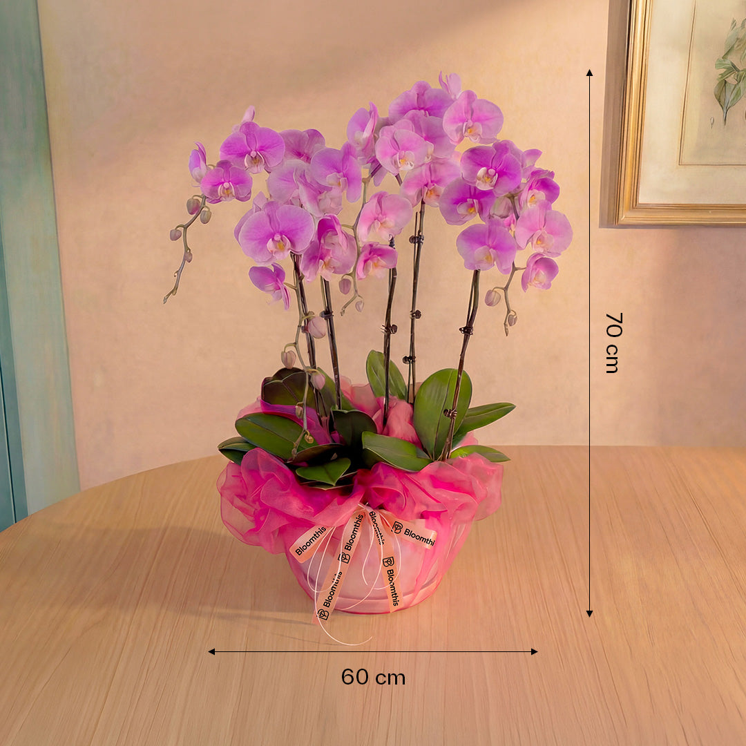 bloomthis-plant-ingrid-pink-phalaenopsis-orchid-5-stalks-1080x1080-04