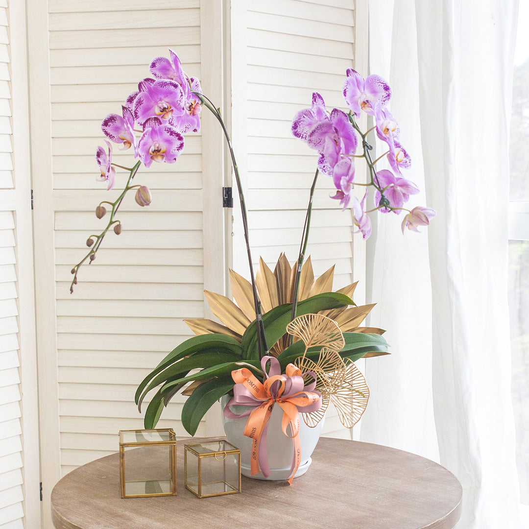 bloomthis-plant-jodie-pink-phalaenopsis-orchid-2-stalks-1080x1080-01
