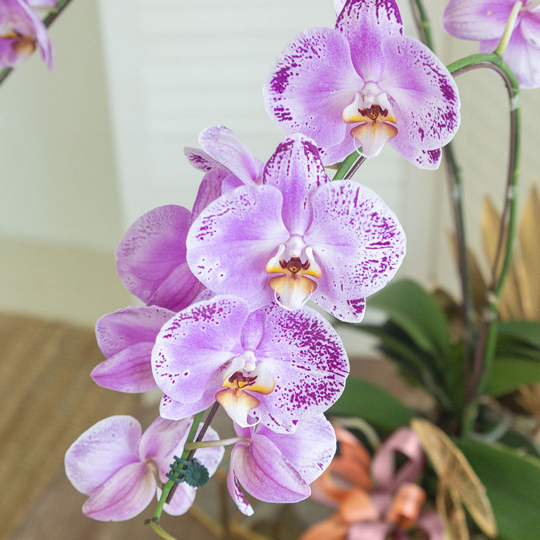 bloomthis-plant-jodie-pink-phalaenopsis-orchid-2-stalks-1080x1080-02