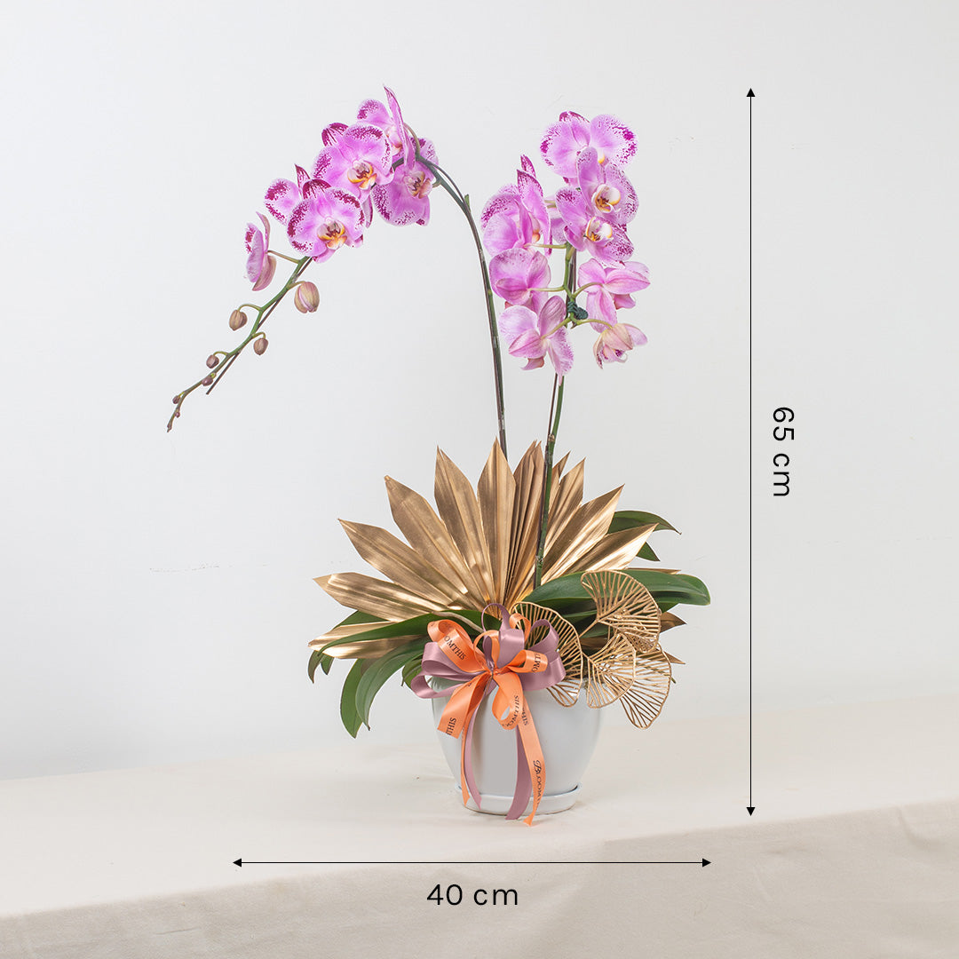 bloomthis-plant-jodie-pink-phalaenopsis-orchid-2-stalks-1080x1080-03
