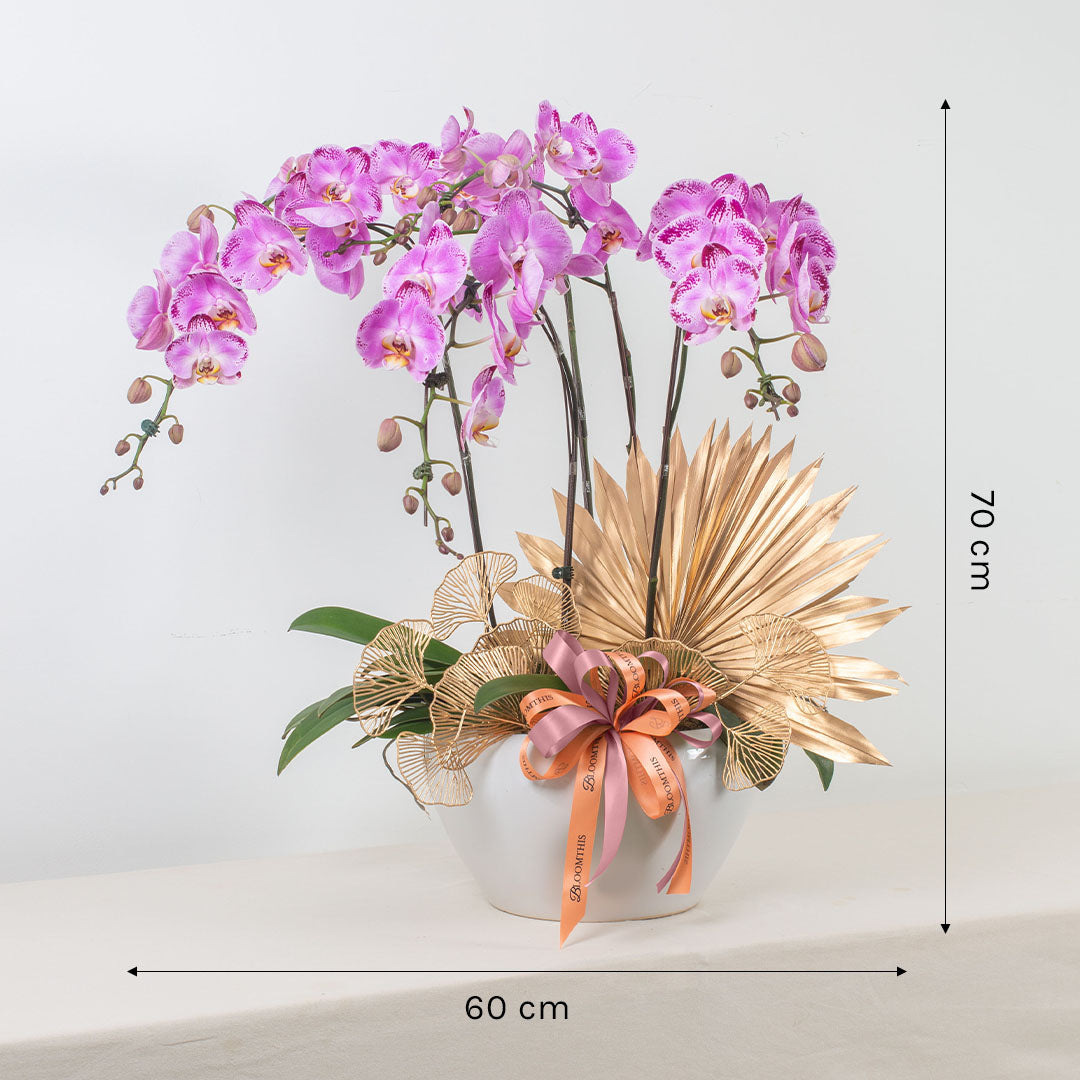 bloomthis-plant-jodie-pink-phalaenopsis-orchid-5-stalks-1080x1080-03