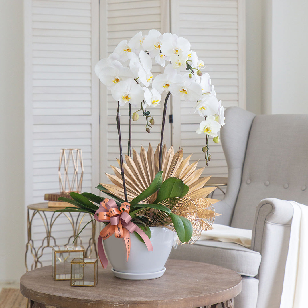 bloomthis-plant-jodie-pure-white-phalaenopsis-orchid-3-stalks-1080x1080-01