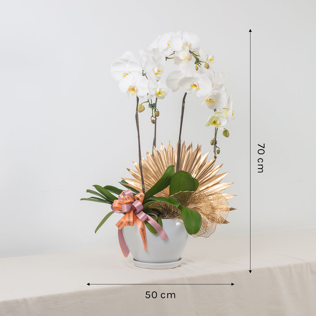 bloomthis-plant-jodie-pure-white-phalaenopsis-orchid-3-stalks-1080x1080-03