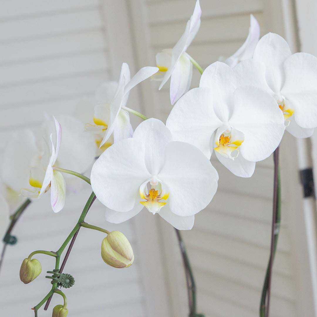 bloomthis-plant-jodie-pure-white-phalaenopsis-orchid-5-stalks-1080x1080-02