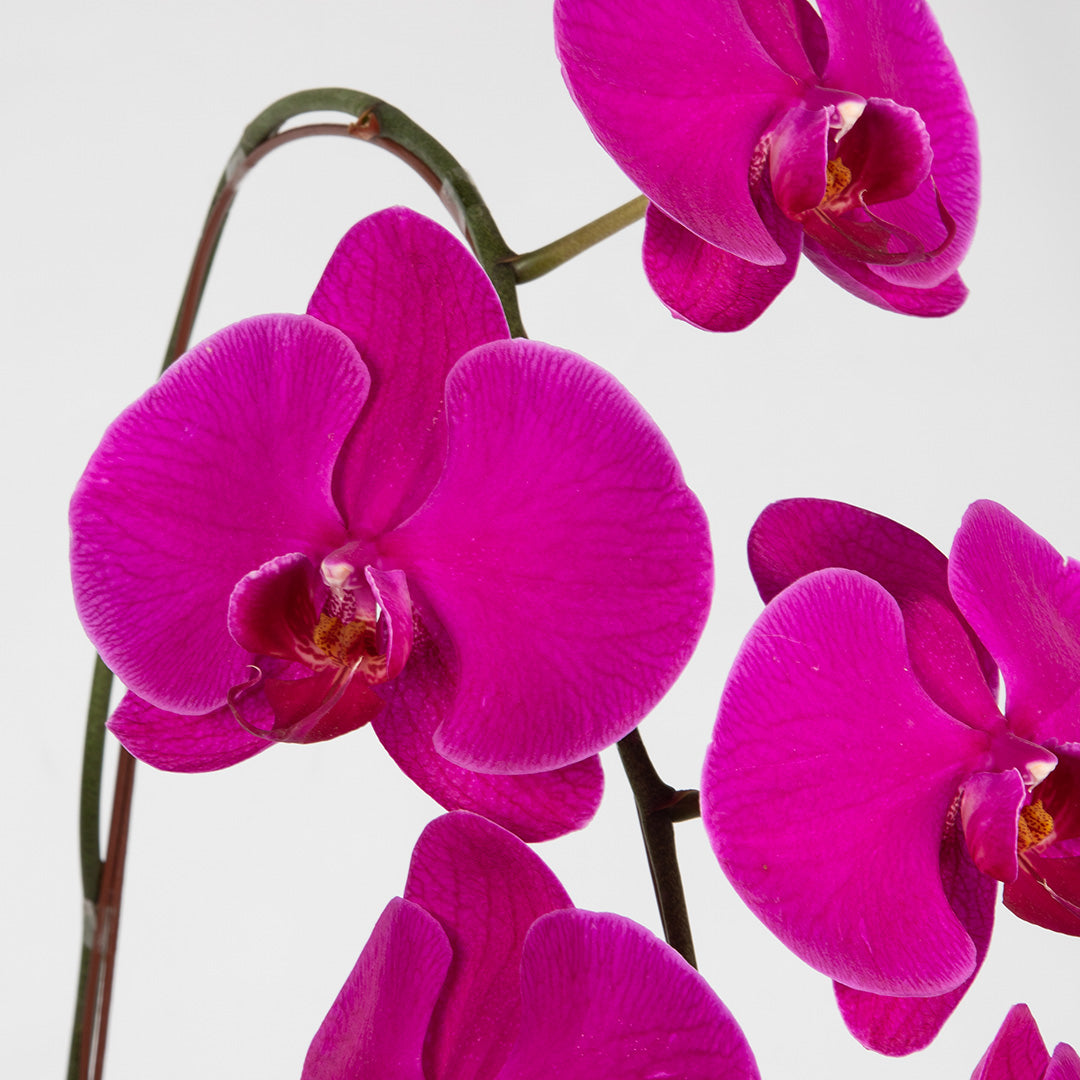 bloomthis-plant-jodie-purple-phalaenopsis-orchid-1-stalk-1080x1080-02