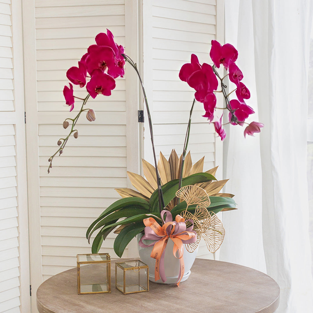 bloomthis-plant-jodie-purple-phalaenopsis-orchid-2-stalks-1080x1080-01
