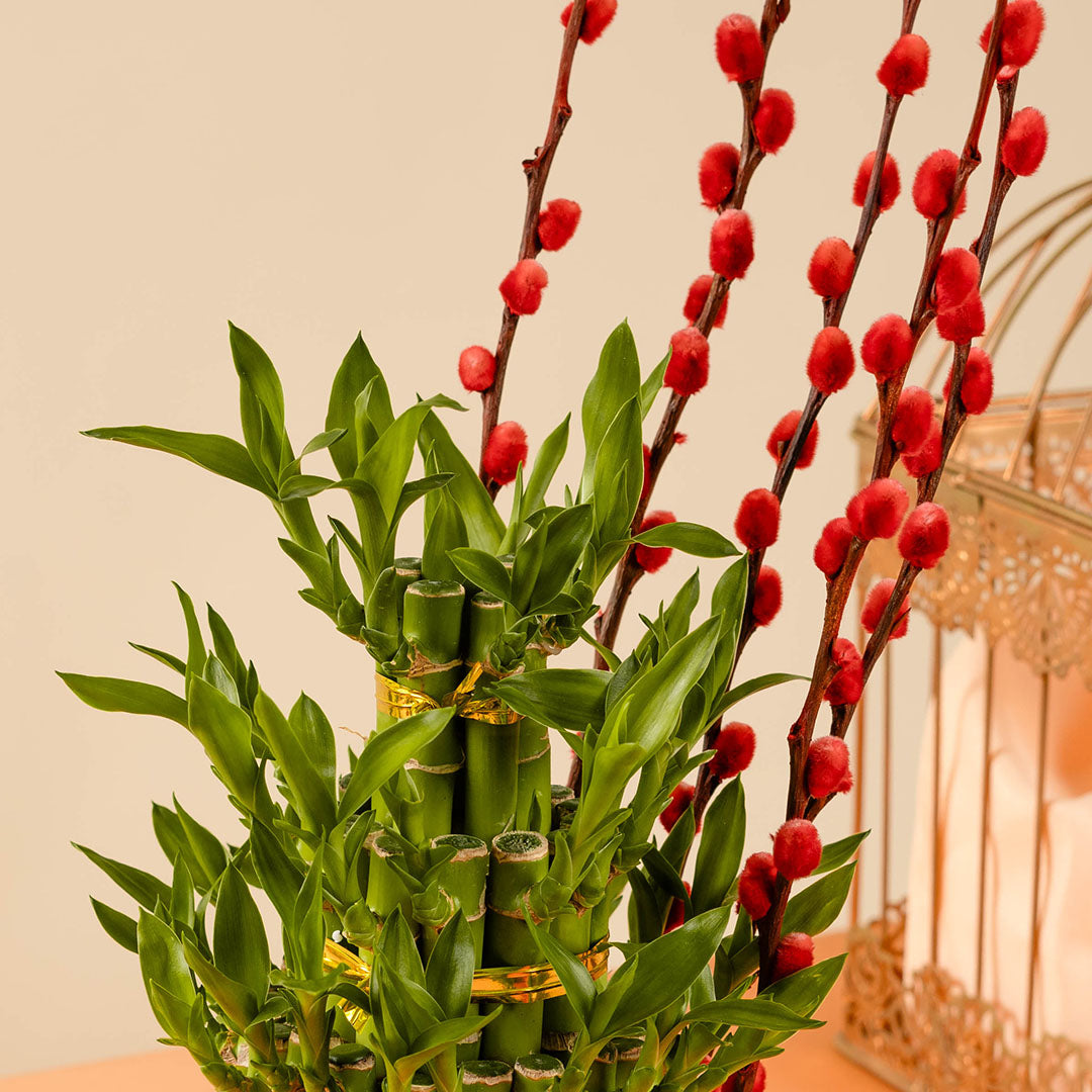 bloomthis-plant-lucky-bamboo-chinese-new-year-plant-1080x1080-03